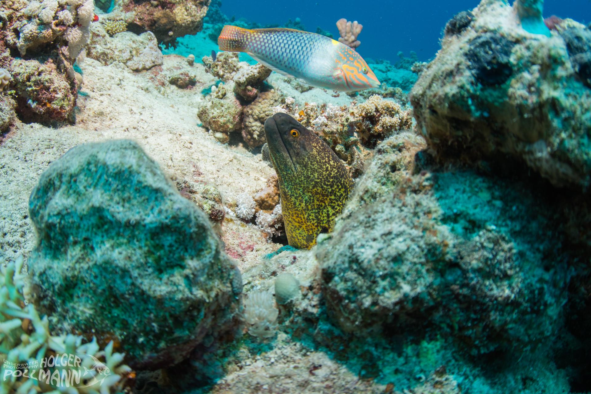 Egypt Underwaterphoto And Travel