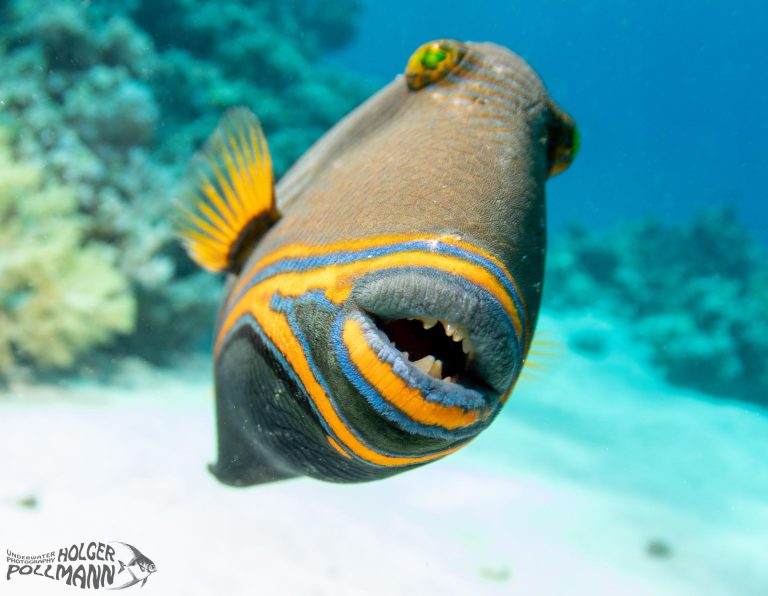 Orangestreifen- Drückerfisch Orange striped triggerfish Balistapus undulatus Quesier Egypt Red sea